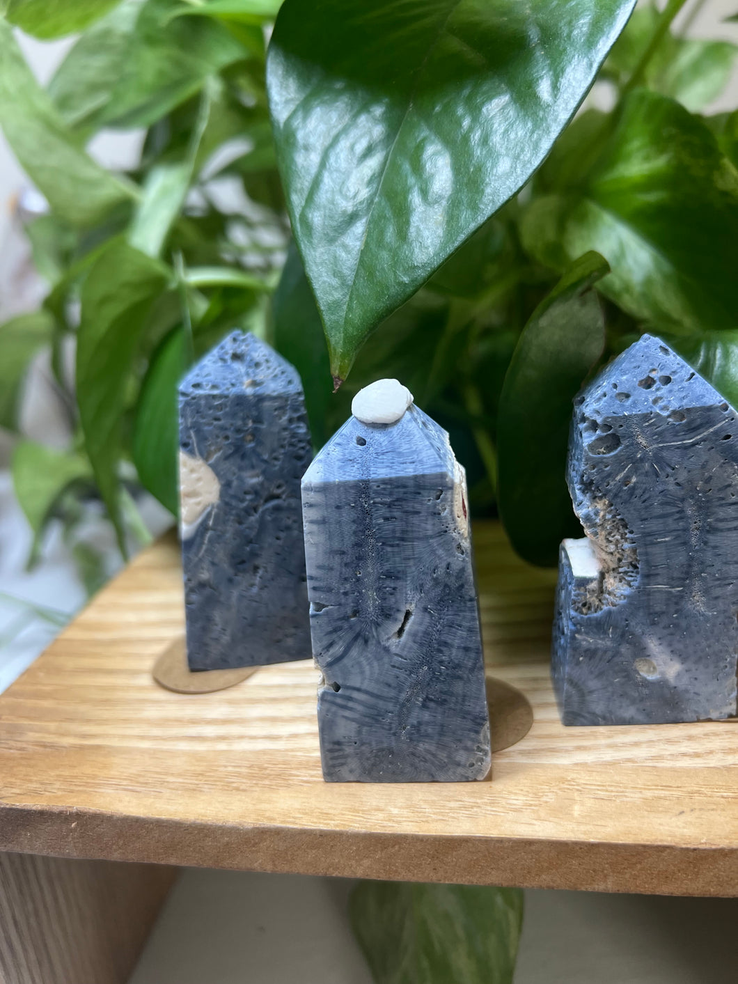 Blue Coral – The Stone of Calm, Wisdom & Oceanic Healing